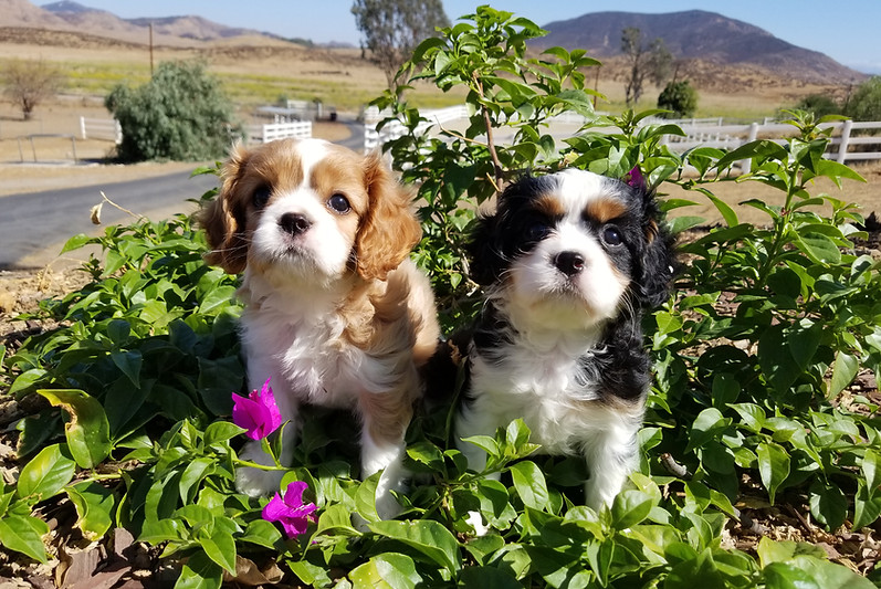 Previous Puppies diamondvalley